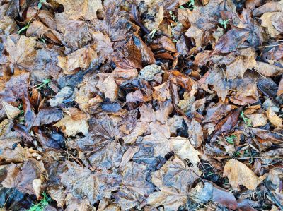 Getting Leaves Removed is a Crucial Step in Property Maintenance!