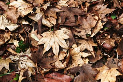 If Left To Rot, Leaves Can Become To Perfect Breeding Ground For Mold and Pests!