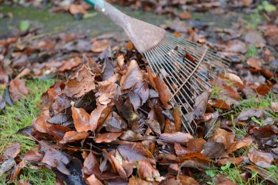 Decaying Leaves Can Smother Grass and Damage Your Landscaping!